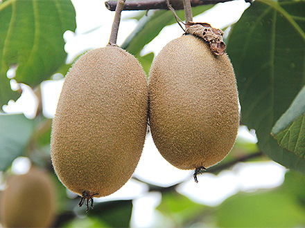 开云网页版基地展示一